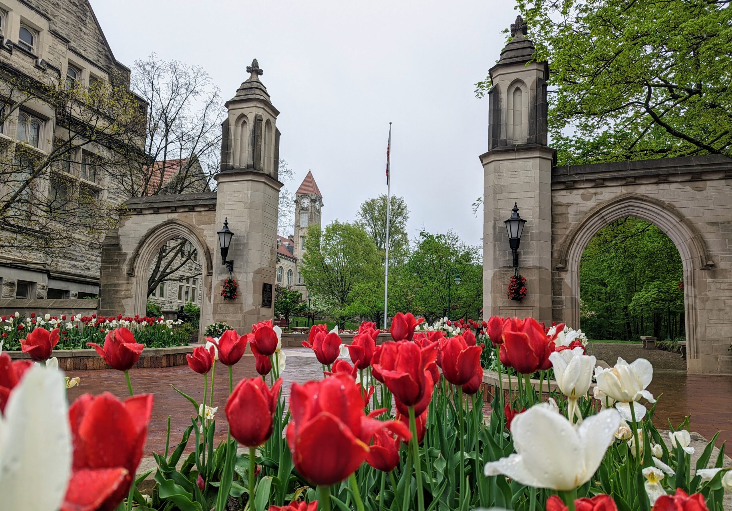 Photo of the IU Sample Gates featuring Tulips on a Rainy Day